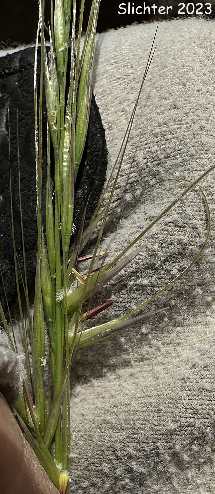 Lemmon's Needlegrass: Eriocoma lemmonii ssp. lemmonii (Synonyms: Achnatherum lemmonii ssp. lemmonii, Achnatherum lemmoni var. lemmonii, Stipa coumbiana, Stipa columbiana var. columbiana, Stipa lemmonii var. jonesii, Stipa lemmonii var. lemmonii)