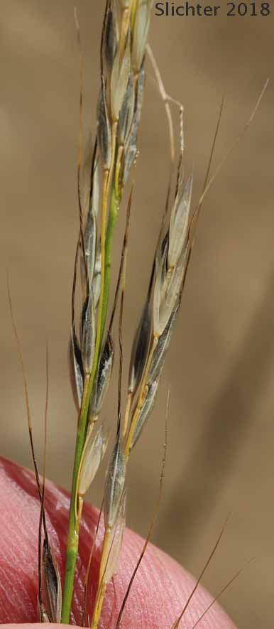 Columbia Needlegrass, Nelson's Needlegrass: Eriocoma nelsonii ssp. nelsonii (Synonyms: Achnatherum nelsonii ssp. nelsonii, Stipa columbiana var. nelsonii, Stipa nelsonii ssp. nelsonii, Stipa nelsonii var. nelsonii, Stipa occidentalis, Stipa occidentalis var. nelsonii, Stipa williamsii)