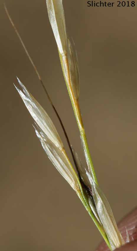 Columbia Needlegrass, Nelson's Needlegrass: Eriocoma nelsonii ssp. nelsonii (Synonyms: Achnatherum nelsonii ssp. nelsonii, Stipa columbiana var. nelsonii, Stipa nelsonii ssp. nelsonii, Stipa nelsonii var. nelsonii, Stipa occidentalis, Stipa occidentalis var. nelsonii, Stipa williamsii)