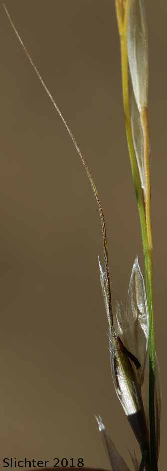 Columbia Needlegrass, Nelson's Needlegrass: Eriocoma nelsonii ssp. nelsonii (Synonyms: Achnatherum nelsonii ssp. nelsonii, Stipa columbiana var. nelsonii, Stipa nelsonii ssp. nelsonii, Stipa nelsonii var. nelsonii, Stipa occidentalis, Stipa occidentalis var. nelsonii, Stipa williamsii)