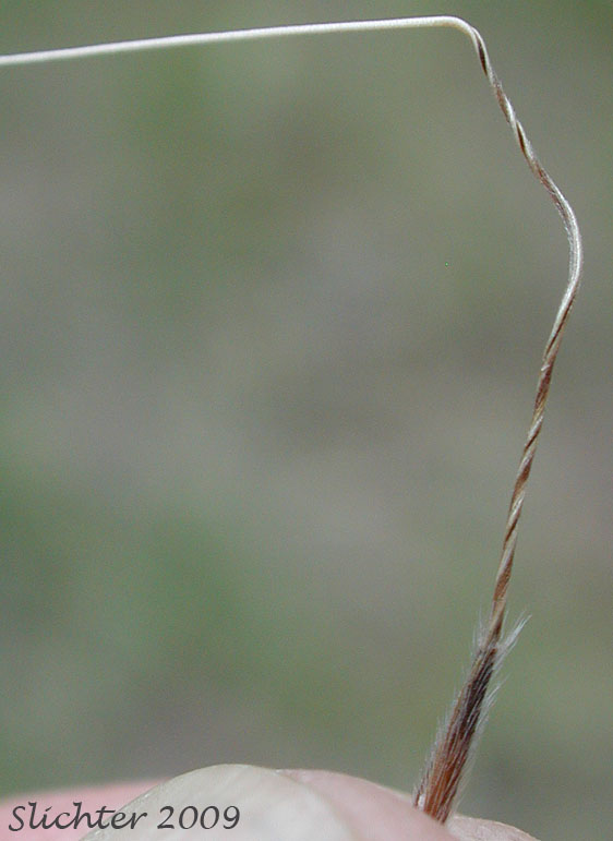 Columbia Needlegrass, Nelson's Needlegrass: Eriocoma nelsonii ssp. nelsonii (Synonyms: Achnatherum nelsonii ssp. nelsonii, Stipa columbiana var. nelsonii, Stipa nelsonii ssp. nelsonii, Stipa nelsonii var. nelsonii, Stipa occidentalis, Stipa occidentalis var. nelsonii, Stipa williamsii)