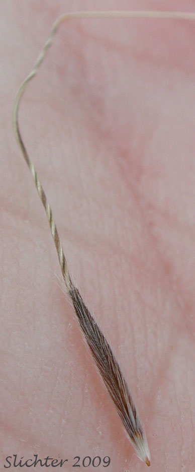 Columbia Needlegrass, Nelson's Needlegrass: Eriocoma nelsonii ssp. nelsonii (Synonyms: Achnatherum nelsonii ssp. nelsonii, Stipa columbiana var. nelsonii, Stipa nelsonii ssp. nelsonii, Stipa nelsonii var. nelsonii, Stipa occidentalis, Stipa occidentalis var. nelsonii, Stipa williamsii)
