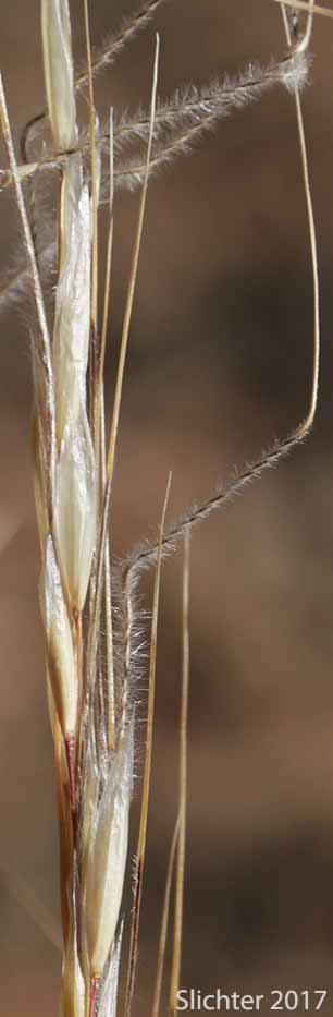 Thurber's Needlegrass: Eriocoma thurberiana (Synonyms: Achnatherum thurberianum, Stipa thurberiana)