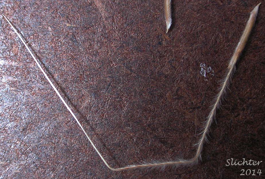 Thurber's Needlegrass: Eriocoma thurberiana (Synonyms: Achnatherum thurberianum, Stipa thurberiana)