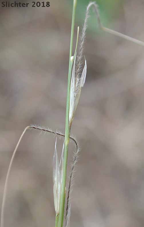 Thurber's Needlegrass: Eriocoma thurberiana (Synonyms: Achnatherum thurberianum, Stipa thurberiana)