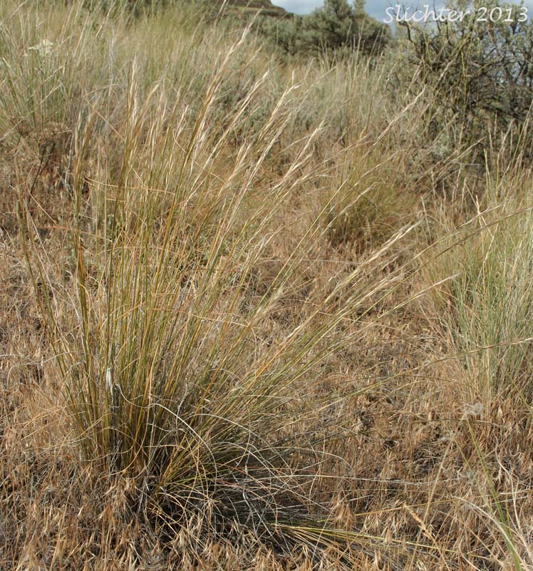 Thurber's Needlegrass: Eriocoma thurberiana (Synonyms: Achnatherum thurberianum, Stipa thurberiana)
