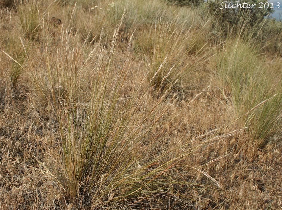 Thurber's Needlegrass: Eriocoma thurberiana (Synonyms: Achnatherum thurberianum, Stipa thurberiana)
