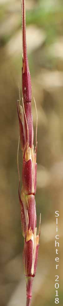 Inflorescence of Jointed Goatgrass, Jointed Goat Grass: Aegilops cylindrica