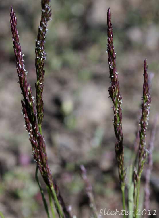 Spikes of Mountain Bentgrass, Variant Bentgrass: Agrostis variabilis (Synonym: Agrostis rossiae)