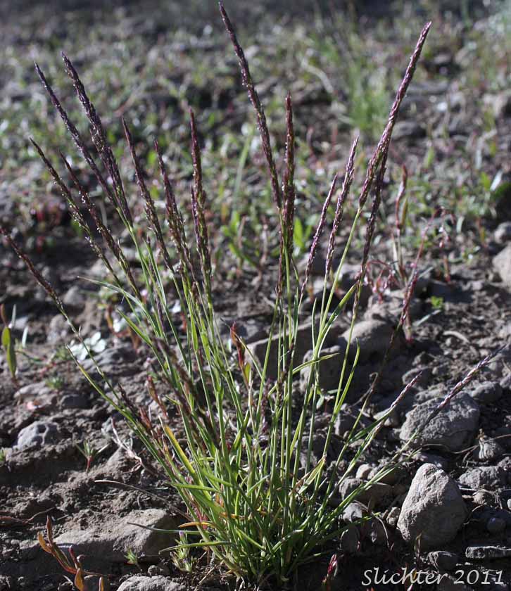 Mountain Bentgrass, Variant Bentgrass: Agrostis variabilis (Synonym: Agrostis rossiae)