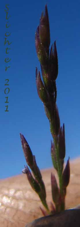 Spikelets of the inflorescence of Mountain Bentgrass, Variant Bentgrass: Agrostis variabilis (Synonym: Agrostis rossiae)