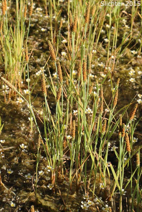 Meadow Foxtail, Shortawn Fescue, Shortawn Foxtail, Short-awn Foxtail