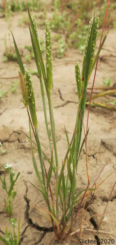 Carolina Foxtail, Tufted Foxtail: Alopecurus carolinianus (Synonyms: Alopecurus macounii, Alopecurus ramosus)