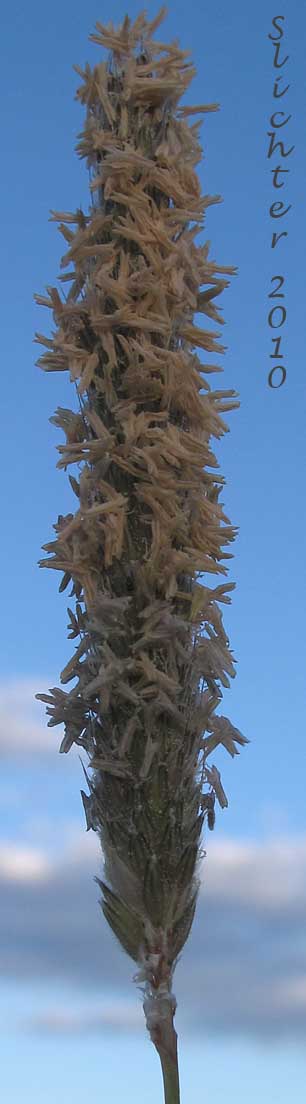 Inflorescence of Field Foxtail, Field Meadow-foxtail, Meadow Foxtail: Alopecurus pratensis