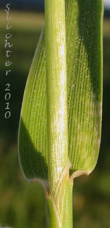 Leaf sheath of Field Foxtail, Field Meadow-foxtail, Meadow Foxtail: Alopecurus pratensis
