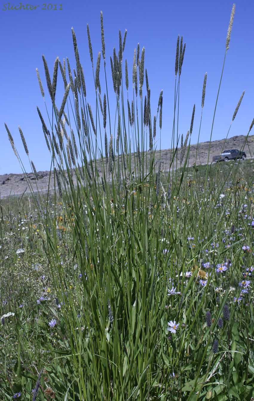 Field Foxtail, Field Meadow-foxtail, Meadow Foxtail: Alopecurus pratensis