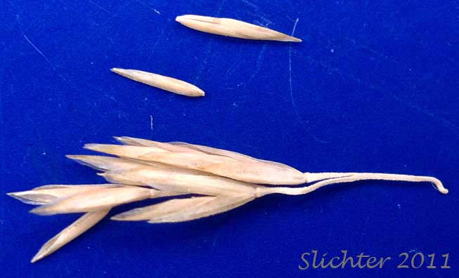 Tall Oatgrass: Arrhenatherum elatius ssp. elatius