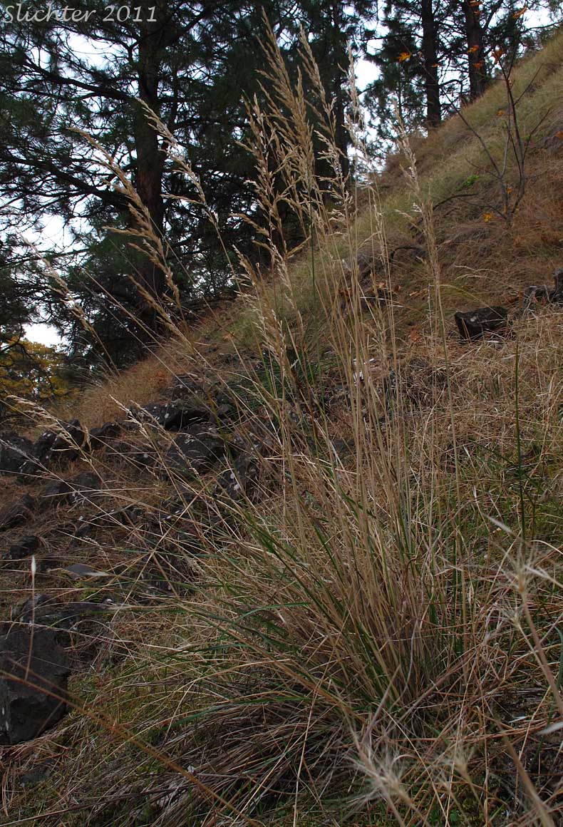 Tall Oatgrass: Arrhenatherum elatius ssp. elatius