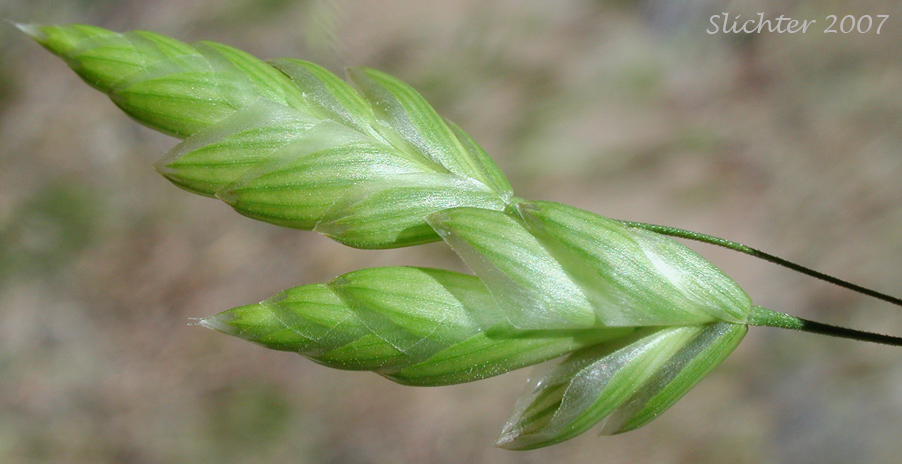 rosea/antrosealf.jpg