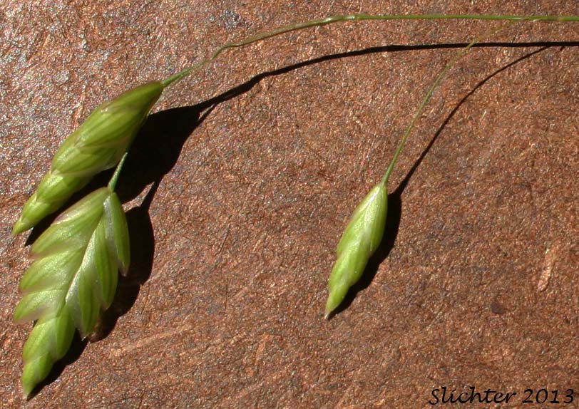 Rattle Brome, Rattlesnake Brome: Bromus briziformis