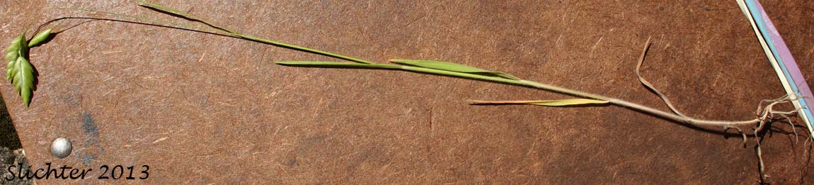 Rattle Brome, Rattlesnake Brome: Bromus briziformis