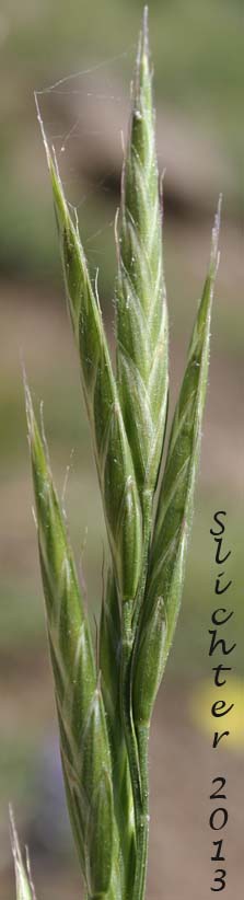 Bordered California Brome, Large Mountain Brome, Mountain Brome: Bromus sitchensis var. marginatus (Synonyms: Bromus breviaristatus, Bromus carinatus var. linearis, Bromus carinatus var. marginatus, Bromus marginatus var. breviaristatus, Bromus marginatus var. latior, Bromus marginatus var. seminudus, Ceratochloa marginata)