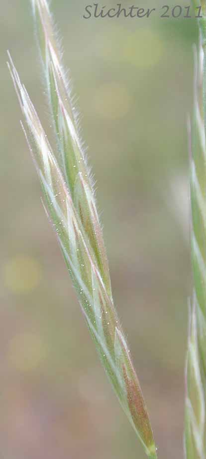 Bordered California Brome, Large Mountain Brome, Mountain Brome: Bromus sitchensis var. marginatus (Synonyms: Bromus breviaristatus, Bromus carinatus var. linearis, Bromus carinatus var. marginatus, Bromus marginatus var. breviaristatus, Bromus marginatus var. latior, Bromus marginatus var. seminudus, Ceratochloa marginata)