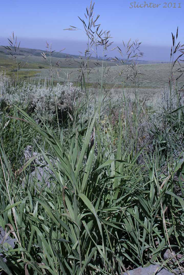 Bordered California Brome, Large Mountain Brome, Mountain Brome: Bromus sitchensis var. marginatus (Synonyms: Bromus breviaristatus, Bromus carinatus var. linearis, Bromus carinatus var. marginatus, Bromus marginatus var. breviaristatus, Bromus marginatus var. latior, Bromus marginatus var. seminudus, Ceratochloa marginata)