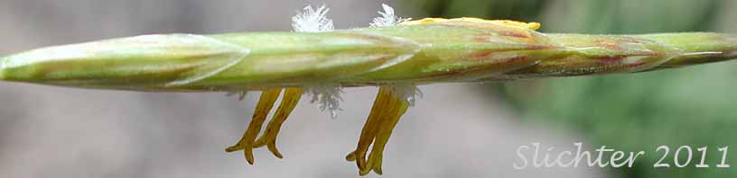 Dorsal or ventral view of a spikelet of Bordered California Brome, Large Mountain Brome, Mountain Brome: Bromus sitchensis var. marginatus (Synonyms: Bromus breviaristatus, Bromus carinatus var. linearis, Bromus carinatus var. marginatus, Bromus marginatus var. breviaristatus, Bromus marginatus var. latior, Bromus marginatus var. seminudus, Ceratochloa marginata)