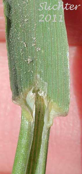Close-up of a ligule of Bordered California Brome, Large Mountain Brome, Mountain Brome: Bromus sitchensis var. marginatus (Synonyms: Bromus breviaristatus, Bromus carinatus var. linearis, Bromus carinatus var. marginatus, Bromus marginatus var. breviaristatus, Bromus marginatus var. latior, Bromus marginatus var. seminudus, Ceratochloa marginata)