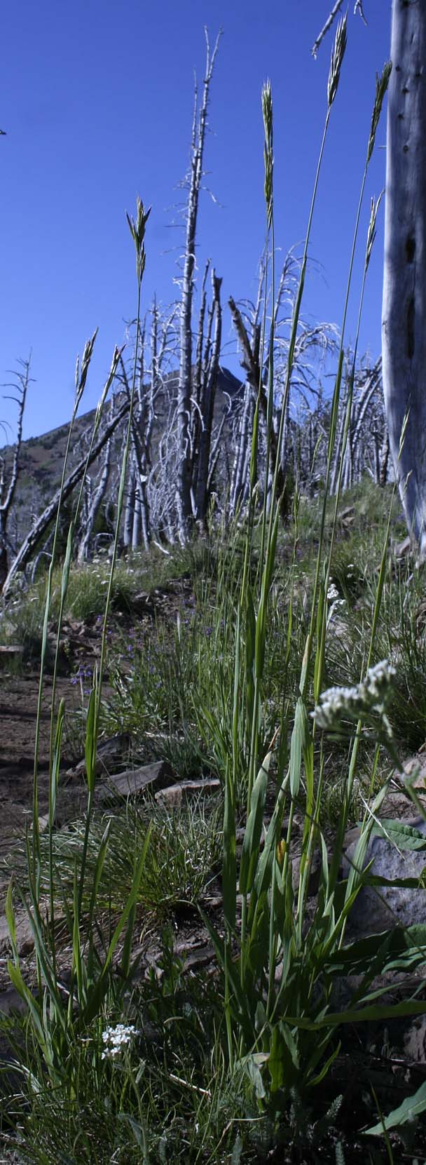 Bordered California Brome, Large Mountain Brome, Mountain Brome: Bromus sitchensis var. marginatus (Synonyms: Bromus breviaristatus, Bromus carinatus var. linearis, Bromus carinatus var. marginatus, Bromus marginatus var. breviaristatus, Bromus marginatus var. latior, Bromus marginatus var. seminudus, Ceratochloa marginata)