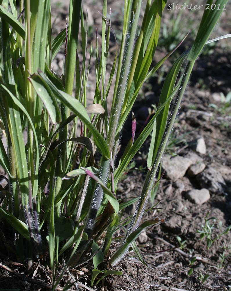 Bases of the culms and lower stem leaves of Bordered California Brome, Large Mountain Brome, Mountain Brome: Bromus sitchensis var. marginatus (Synonyms: Bromus breviaristatus, Bromus carinatus var. linearis, Bromus carinatus var. marginatus, Bromus marginatus var. breviaristatus, Bromus marginatus var. latior, Bromus marginatus var. seminudus, Ceratochloa marginata)