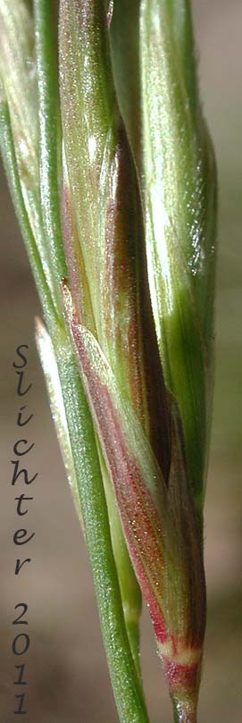 close-up of a spikelet of Bordered California Brome, Large Mountain Brome, Mountain Brome: Bromus sitchensis var. marginatus (Synonyms: Bromus breviaristatus, Bromus carinatus var. linearis, Bromus carinatus var. marginatus, Bromus marginatus var. breviaristatus, Bromus marginatus var. latior, Bromus marginatus var. seminudus, Ceratochloa marginata)