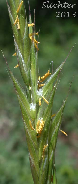 Bordered California Brome, Large Mountain Brome, Mountain Brome: Bromus sitchensis var. marginatus (Synonyms: Bromus breviaristatus, Bromus carinatus var. linearis, Bromus carinatus var. marginatus, Bromus marginatus var. breviaristatus, Bromus marginatus var. latior, Bromus marginatus var. seminudus, Ceratochloa marginata)