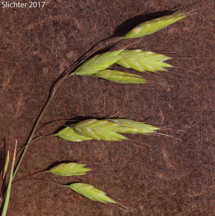 Inflorescence of Bald Brome, Hairy Chess, Meadow Brome: Bromus commutatus (Synonym: Bromus commutatus var. apricorum)