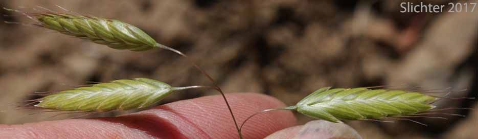 Inflorescence of Bald Brome, Hairy Chess, Meadow Brome: Bromus commutatus (Synonym: Bromus commutatus var. apricorum)
