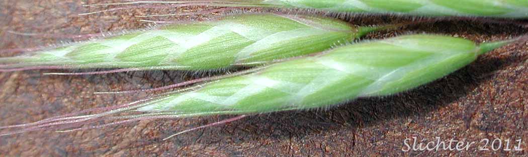 Spikelets of Bald Brome, Hairy Chess, Meadow Brome: Bromus commutatus (Synonym: Bromus commutatus var. apricorum)