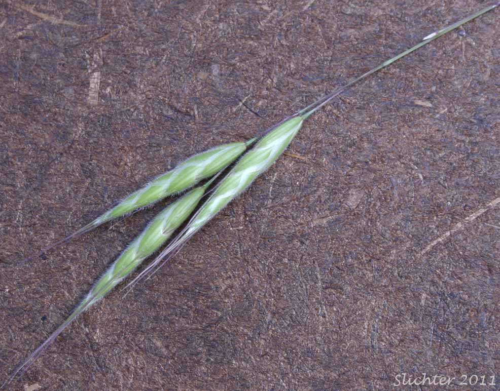 Inflorescence of Bald Brome, Hairy Chess, Meadow Brome: Bromus commutatus (Synonym: Bromus commutatus var. apricorum)