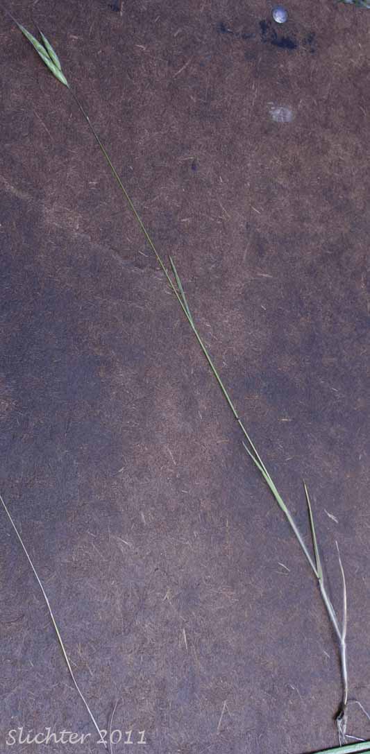 Bald Brome, Hairy Chess, Meadow Brome: Bromus commutatus (Synonym: Bromus commutatus var. apricorum)