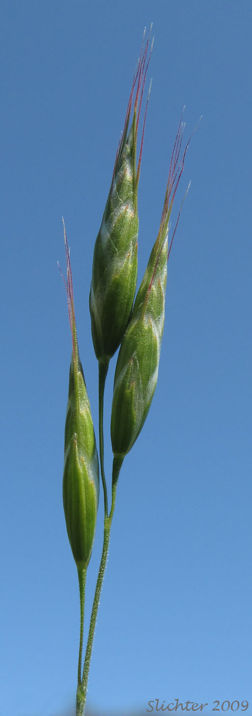 Soft Brome, Soft Chess: Bromus hordeaceus (Synonyms: Bromus hordeaceus ssp. hordeaceus, Bromus mollis)