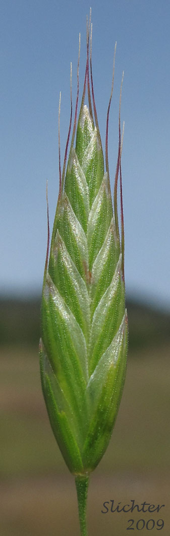 Soft Brome, Soft Chess: Bromus hordeaceus (Synonyms: Bromus hordeaceus ssp. hordeaceus, Bromus mollis)