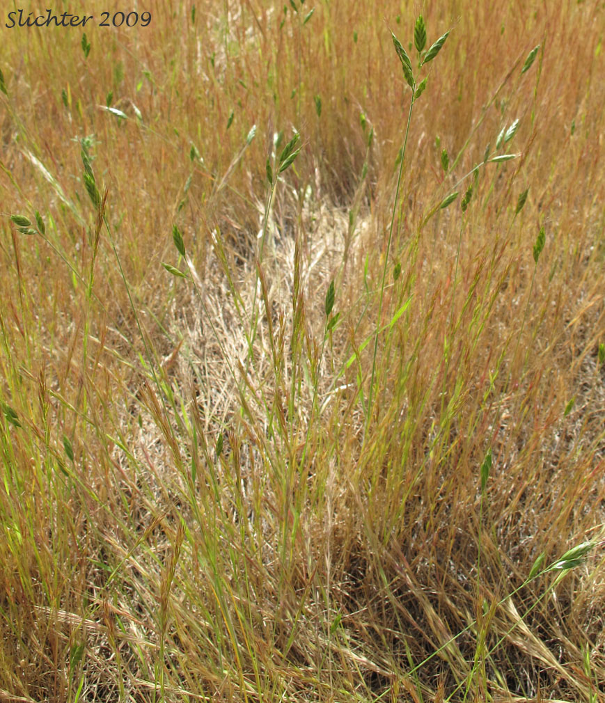Soft Brome, Soft Chess: Bromus hordeaceus (Synonyms: Bromus hordeaceus ssp. hordeaceus, Bromus mollis)