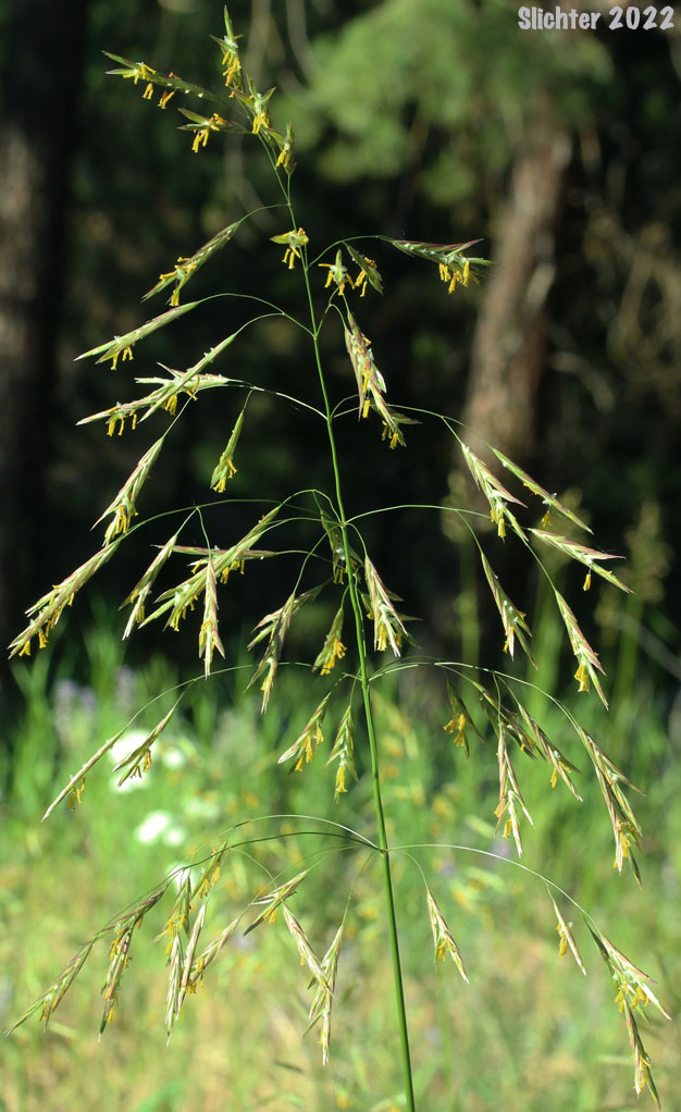 Smooth Brome, Hungarian Brome: Bromus inermis (Synonyms: Bromopsis inermis, Bromus inermis ssp. inermis, Bromus inermis var. inermis)