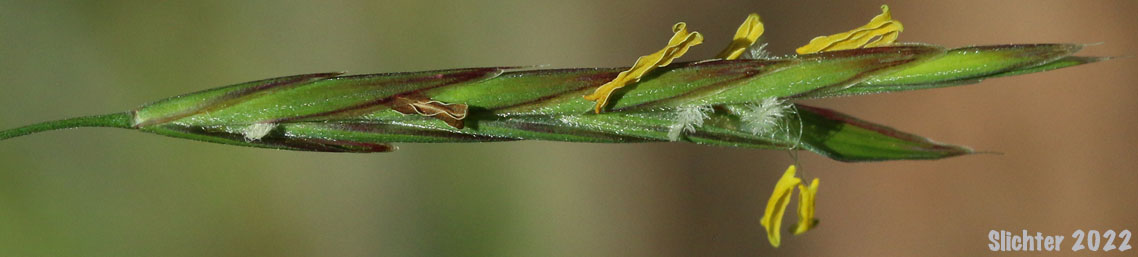 Smooth Brome, Hungarian Brome: Bromus inermis (Synonyms: Bromopsis inermis, Bromus inermis ssp. inermis, Bromus inermis var. inermis)