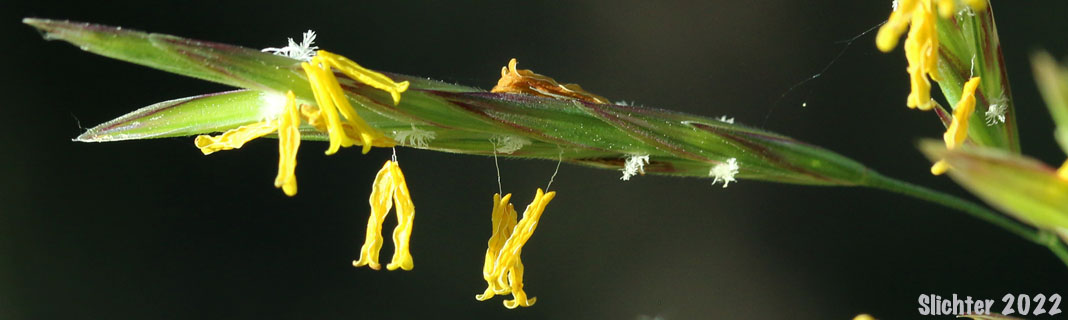 Smooth Brome, Hungarian Brome: Bromus inermis (Synonyms: Bromopsis inermis, Bromus inermis ssp. inermis, Bromus inermis var. inermis)