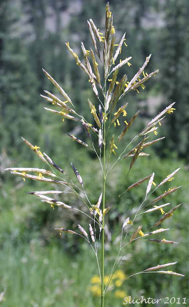 Panicled inflorescence of Smooth Brome: Bromus inermis (Synonyms: Bromopsis inermis, Bromus inermis ssp. inermis, Bromus inermis ssp. inermis var. inermis)