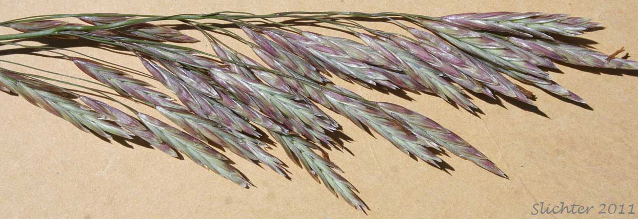 Inflorescence of Smooth Brome: Bromus inermis (Synonyms: Bromopsis inermis, Bromus inermis ssp. inermis, Bromus inermis ssp. inermis var. inermis)