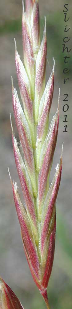 Spikelet of Smooth Brome: Bromus inermis (Synonyms: Bromopsis inermis, Bromus inermis ssp. inermis, Bromus inermis ssp. inermis var. inermis)