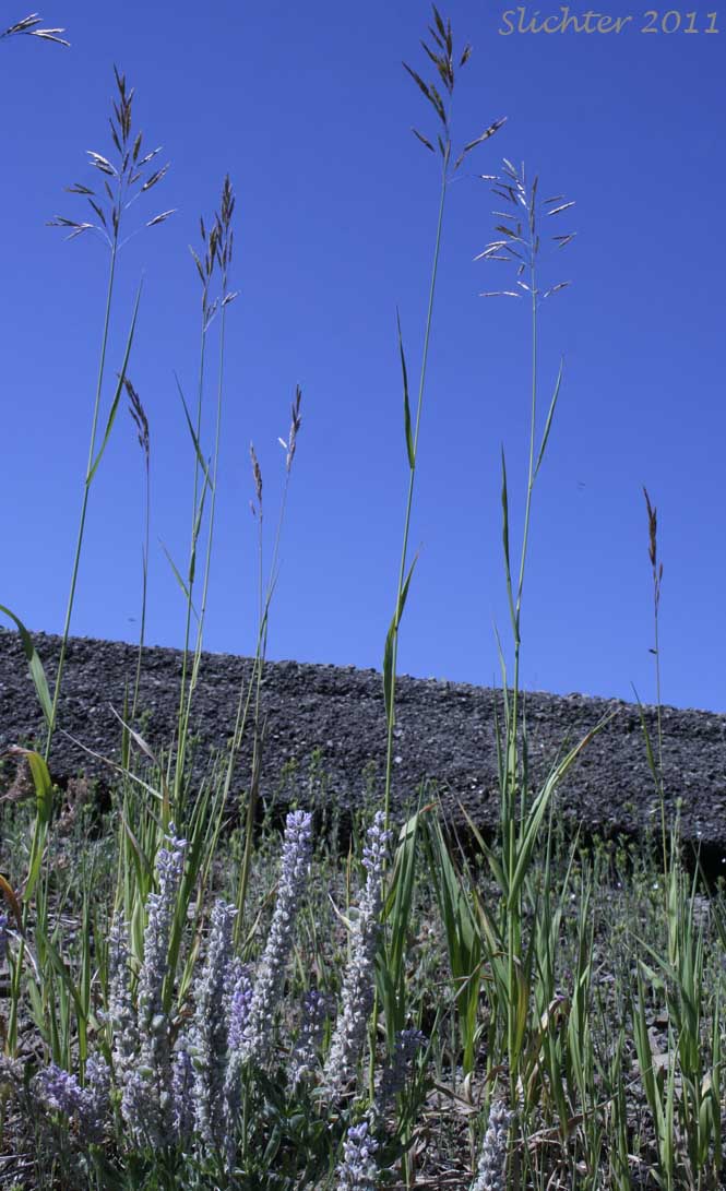Smooth Brome: Bromus inermis (Synonyms: Bromopsis inermis, Bromus inermis ssp. inermis, Bromus inermis ssp. inermis var. inermis)