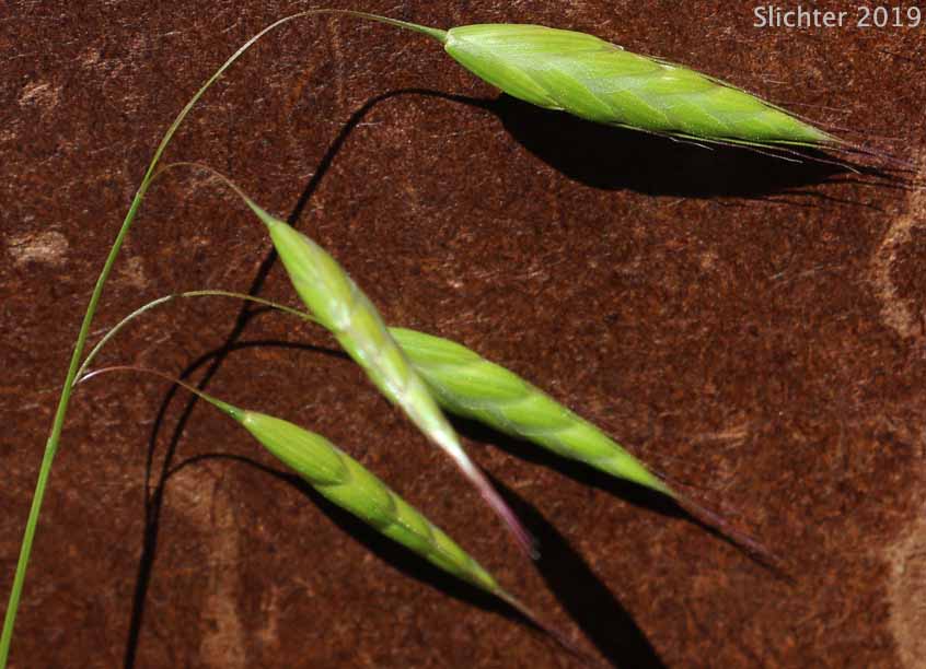 Field Brome, Japanese Brome: Bromus japonicus (Synonyms: Bromus anatolicus, Bromus arvensis, Bromus japonicus ssp. anatolicus, Bromus japonicus var. porrectus, Bromus patulus)